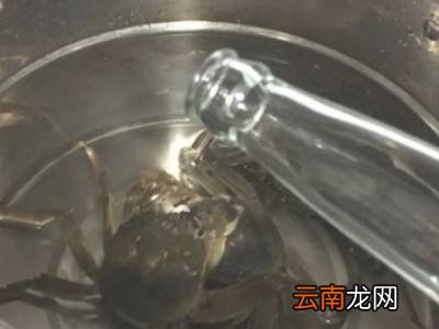 清洗大闸蟹的七个步骤