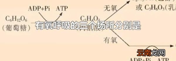 有氧呼吸的三个场所分别是