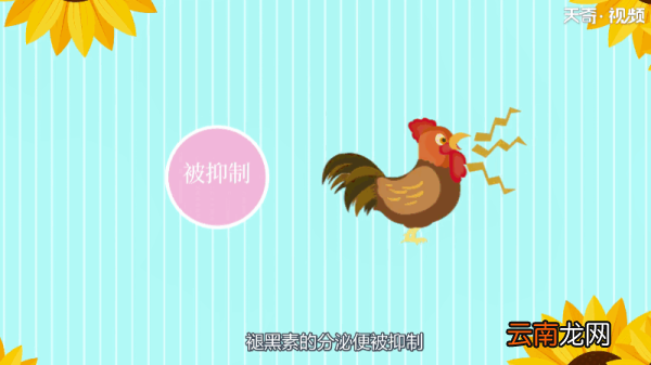 为什么鸡会打鸣 为何鸡会打鸣