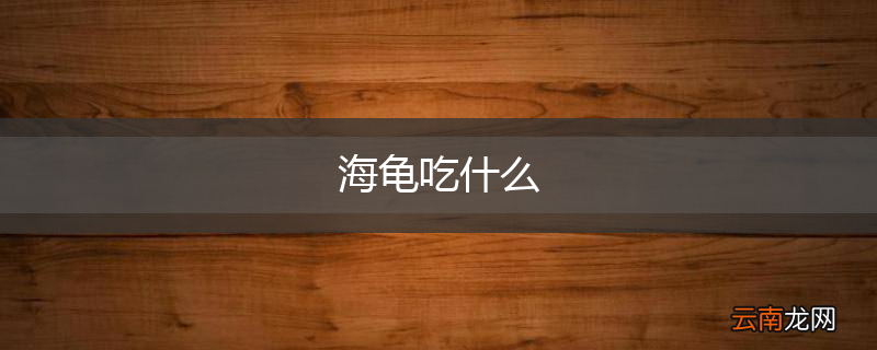 海龟吃什么