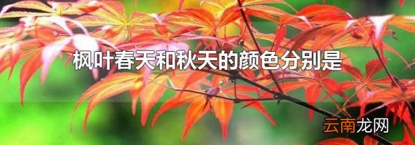 枫叶春天和秋天的颜色分别是