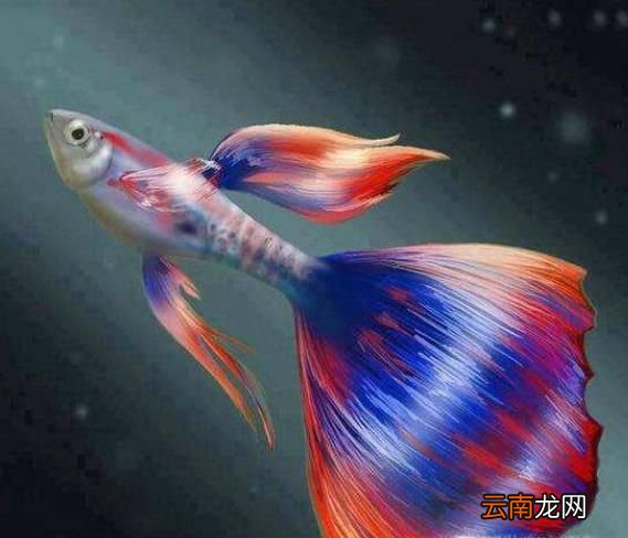 怎样观察孔雀鱼是否临产