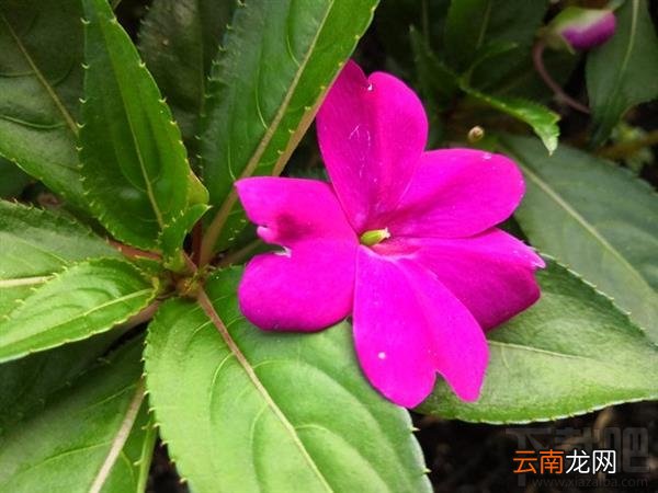 ​荣耀Note10拍照怎么样，​荣耀Note10相机拍照效果体验