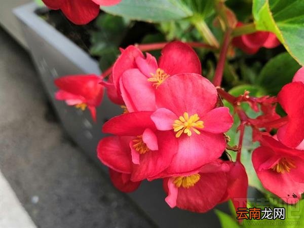 ​荣耀Note10拍照怎么样，​荣耀Note10相机拍照效果体验