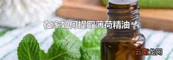 在家如何提取薄荷精油