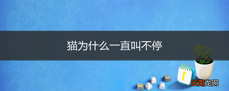 猫为什么一直叫不停