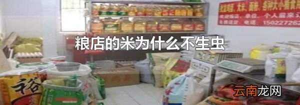 粮店的米为什么不生虫