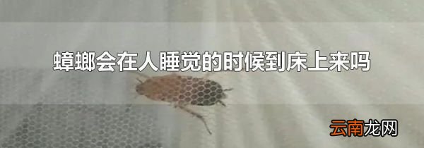 蟑螂会在人睡觉的时候到床上来吗