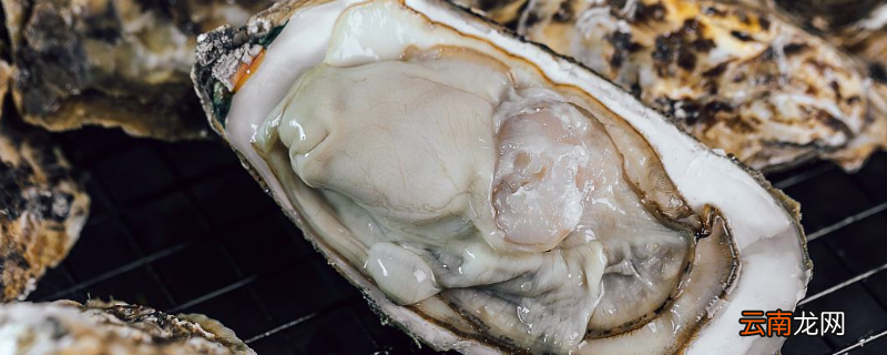 海蛎子保存时间多长