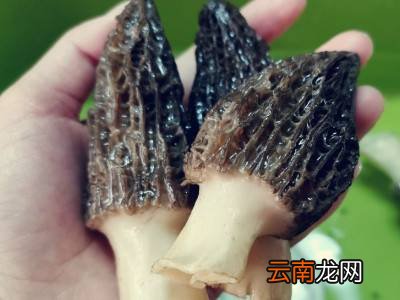 怎样把羊肚菌里的沙子洗干净