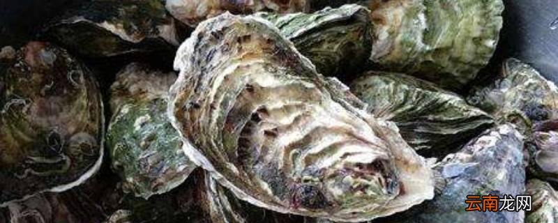 海蛎子冬天放室外多久