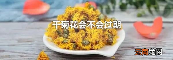 干菊花会不会过期
