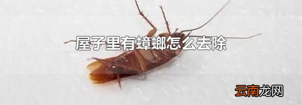 屋子里有蟑螂怎么去除