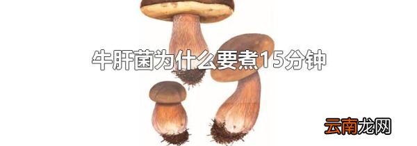 牛肝菌为什么要煮15分钟