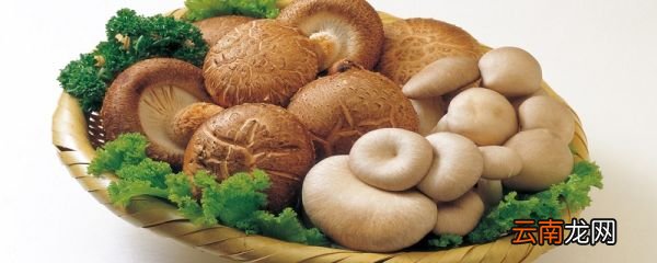 蘑菇不能和什么一起吃与蘑菇相克的食物有哪些