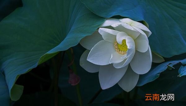 小池和池上描写的是哪个季节小池和池上描写的是什么季节呢