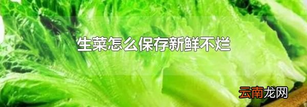 生菜怎么保存新鲜不烂