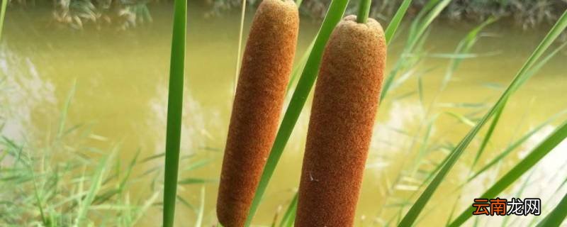蒲儿菜又叫什么