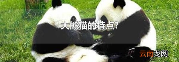 大熊猫的特点?