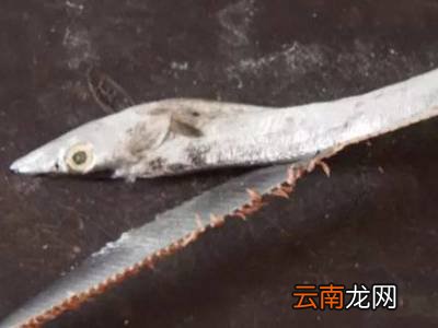 怎么杀带鱼