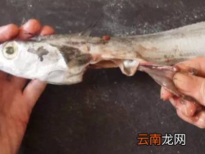 怎么杀带鱼