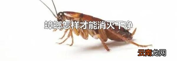 蟑螂怎样才能消灭干净