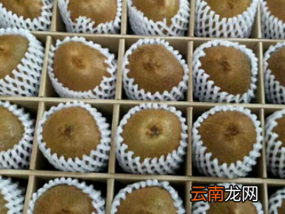 奇异果如何保存