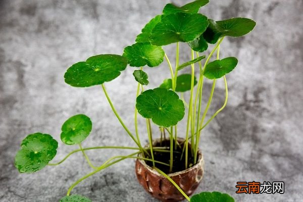 铜钱草的功效与作用 铜钱草的药用价值