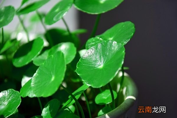 铜钱草的功效与作用 铜钱草的药用价值