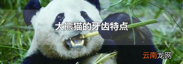 大熊猫的牙齿特点