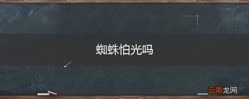 蜘蛛怕光吗