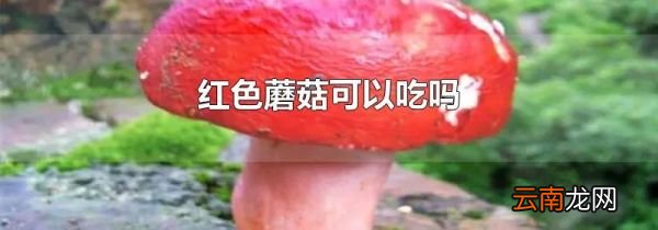 红色蘑菇可以吃吗
