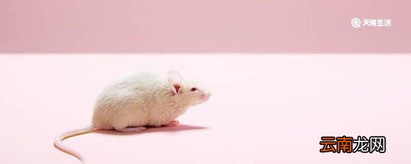 为什么老鼠喜欢啃咬硬物 老鼠为什么喜欢啃咬硬物
