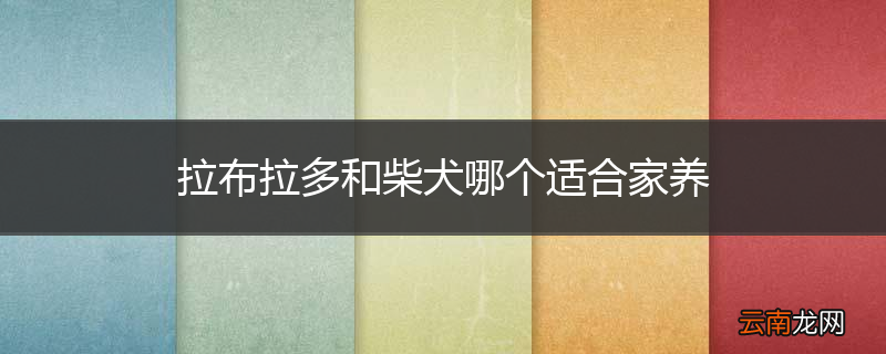 拉布拉多和柴犬哪个适合家养