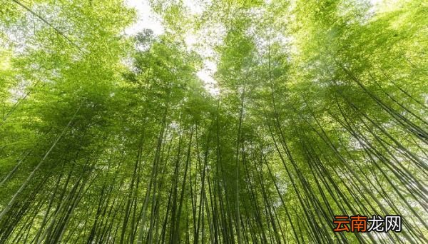 花中四君子是哪四种 花中四君子是哪四种植物