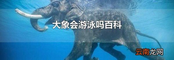 大象会游泳吗百科