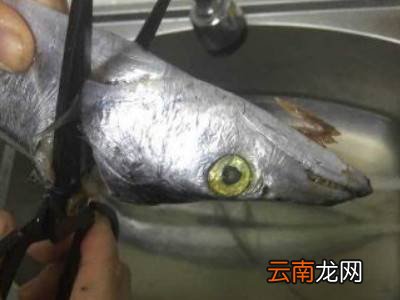 带鱼怎么杀