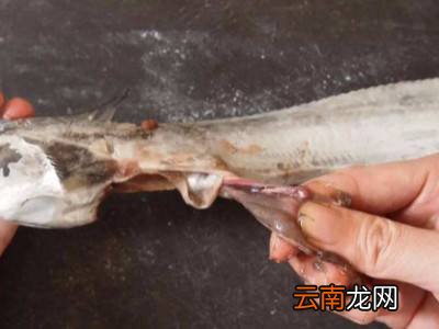 带鱼怎么杀