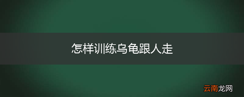 怎样训练乌龟跟人走