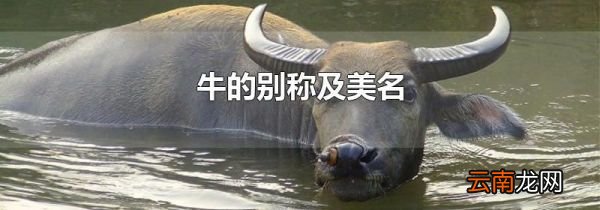 牛的别称及美名