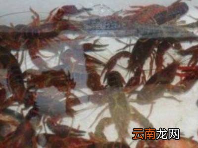 龙虾如何杀和清洗
