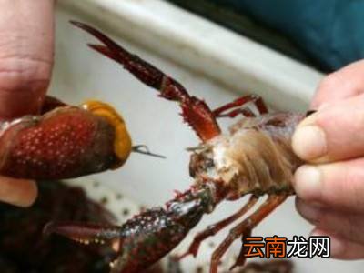龙虾如何杀和清洗