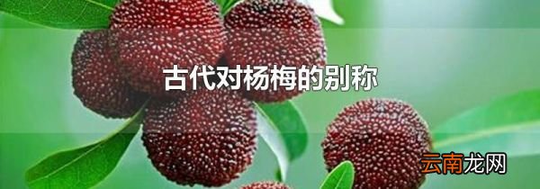古代对杨梅的别称