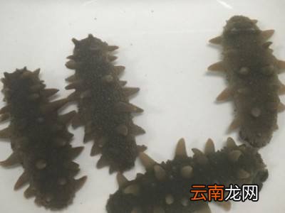 海参如何清洗