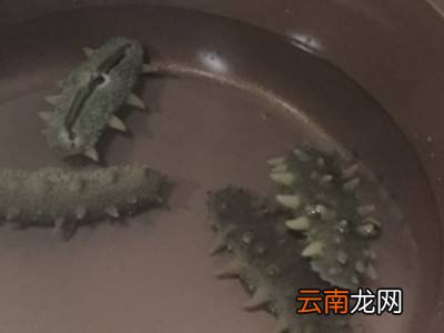 海参如何清洗