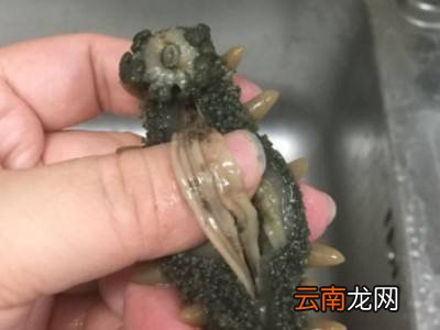 海参如何清洗
