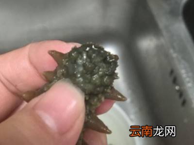 海参如何清洗