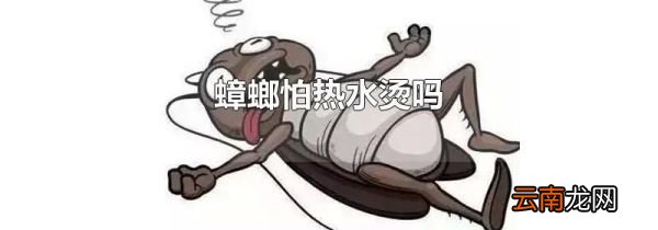 蟑螂怕热水烫吗