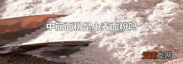 中筋面粉是小麦面粉吗