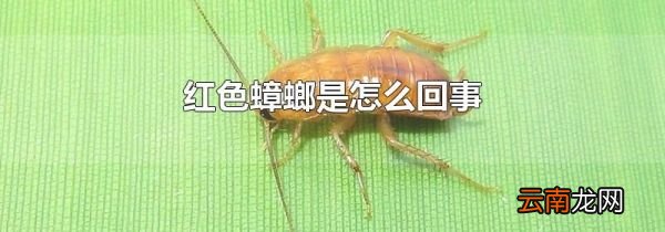 红色蟑螂是怎么回事